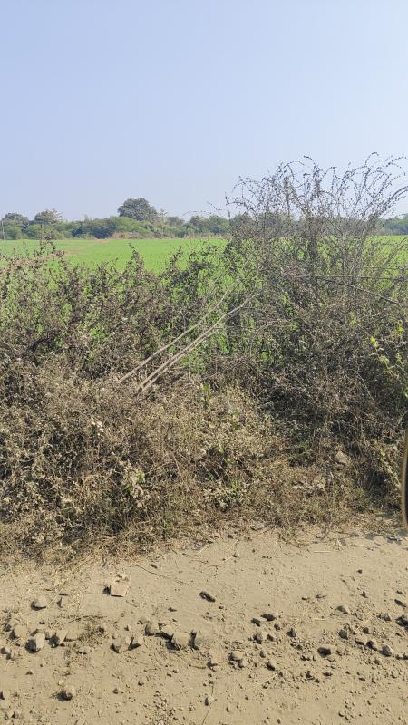  2 Acre Agricultural/Farm Land for Sale in Obedullaganj, Raisen