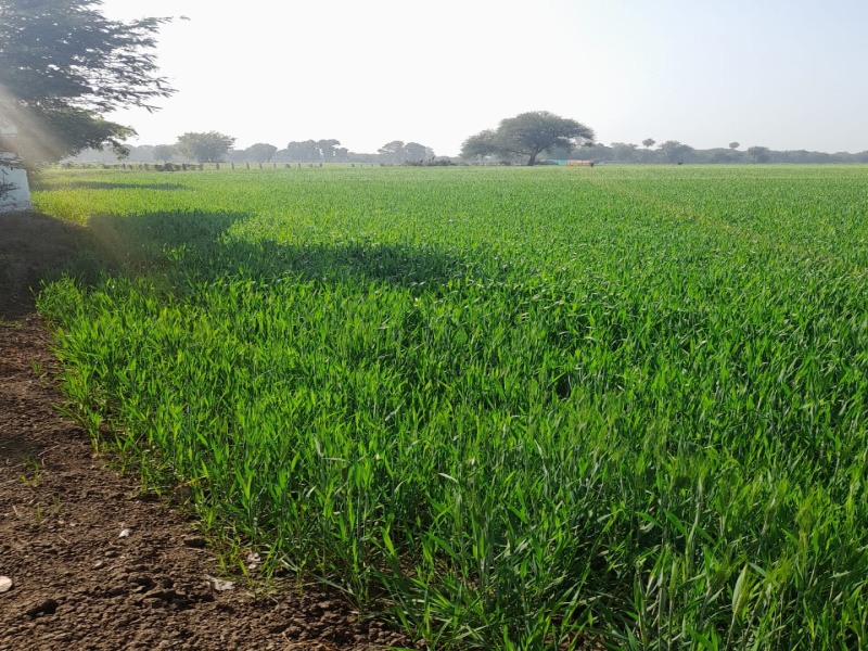  1 Acre Agricultural/Farm Land for Sale in Sehore Road, Bhopal