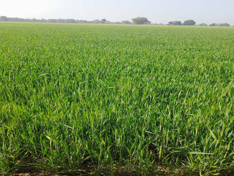  1 Acre Agricultural/Farm Land for Sale in Sehore Road, Bhopal