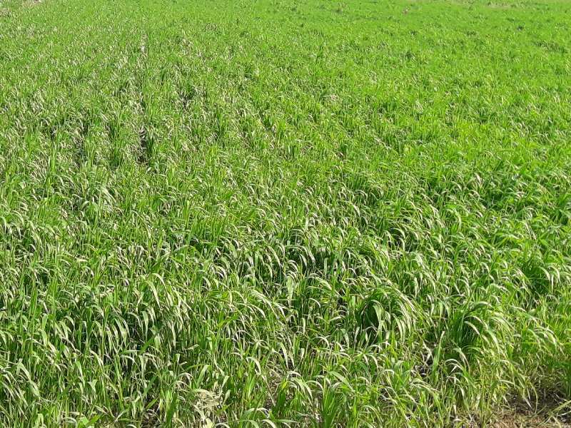 Agricultural Land 10 Acre for Sale in Indore Bypass Road, Bhopal