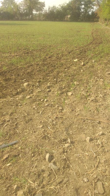  Agricultural Land 6 Acre for Sale in Ichhawar, Sehore