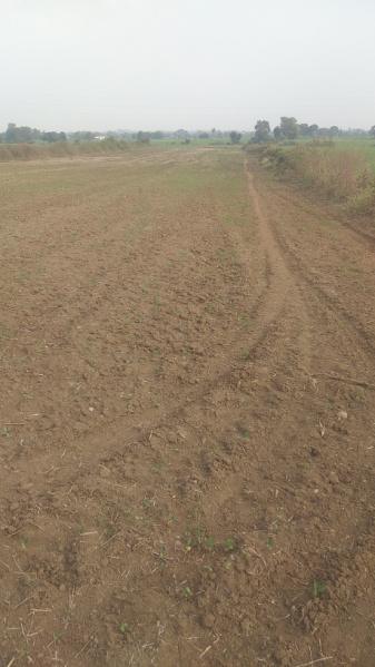  Agricultural Land 80 Acre for Sale in Ichhawar, Sehore