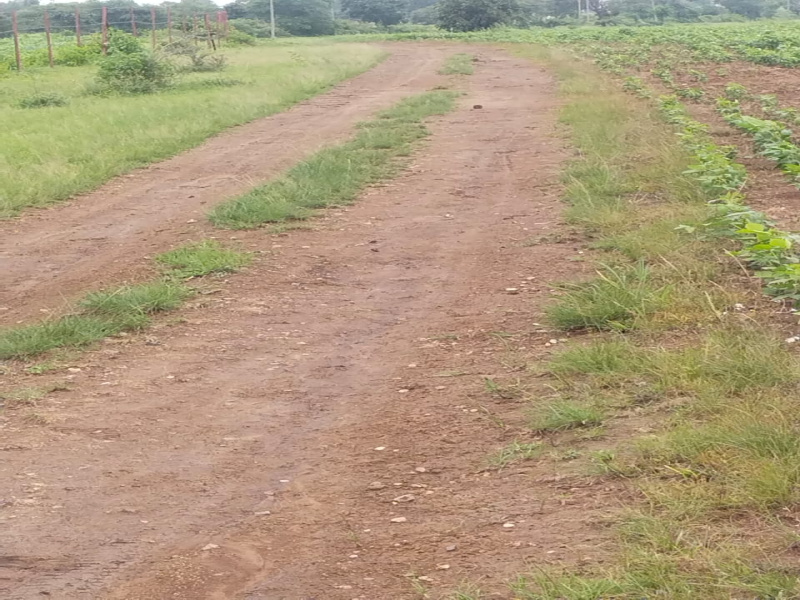  Agricultural Land 80 Acre for Sale in Ichhawar, Sehore
