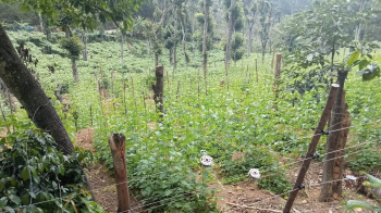  Agricultural Land for Sale in Thandikudi, Kodaikanal