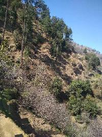  Agricultural Land for Sale in Naog, Shimla