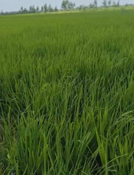  Agricultural Land for Sale in Bilaspur, Rampur