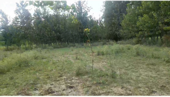 Commercial Land for Sale in Dhamora, Rampur