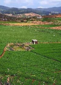  Agricultural Land for Sale in Muthorai Palada, Ooty