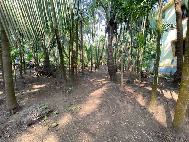 Agricultural Land 5100 Sq.ft. for Sale in Alibag, Raigad
