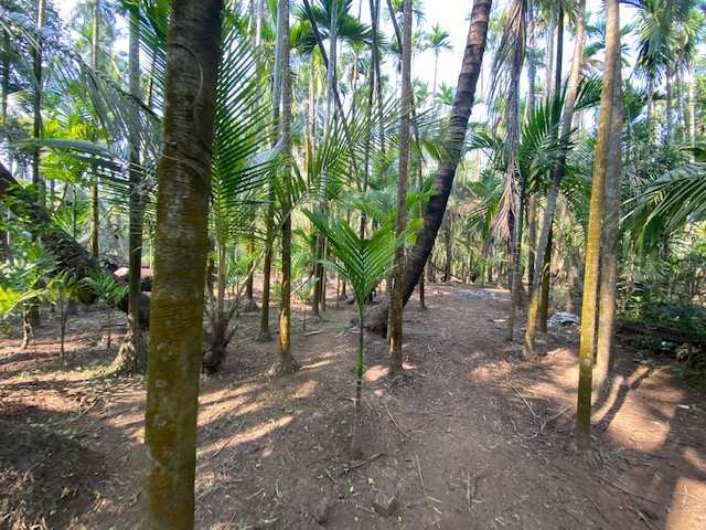  Agricultural Land 8100 Sq.ft. for Sale in Alibag, Raigad