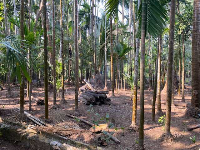  Agricultural Land 8100 Sq.ft. for Sale in Alibag, Raigad