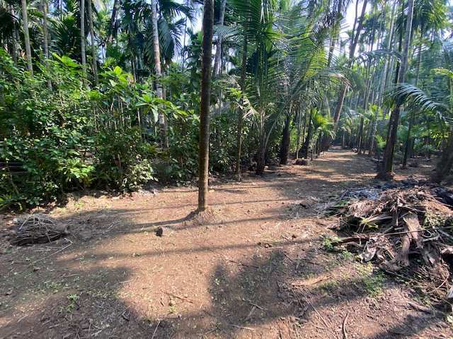  Agricultural Land 8100 Sq.ft. for Sale in Alibag, Raigad