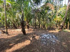  Agricultural Land for Sale in Chaul, Alibag, Raigad