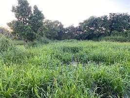  Agricultural Land for Sale in Alibag, Raigad