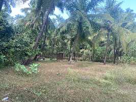  Agricultural Land for Sale in Chaul, Alibag, Raigad