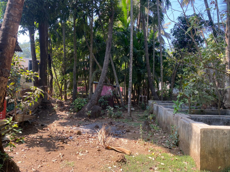  Agricultural Land 12000 Sq.ft. for Sale in Alibag, Raigad