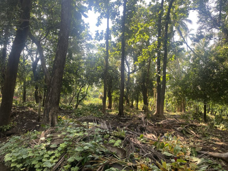  Residential Plot 22500 Sq.ft. for Sale in Nagaon, Alibag, Raigad