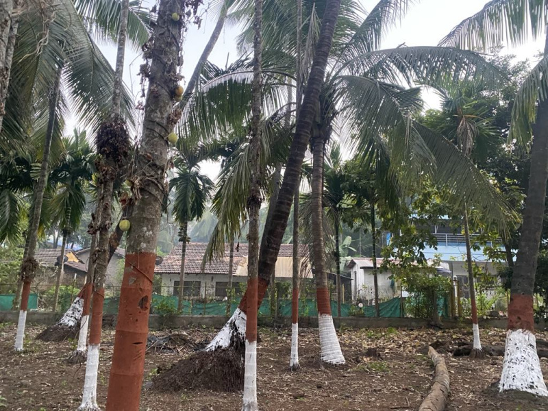  Residential Plot 10000 Sq.ft. for Sale in Alibag, Raigad