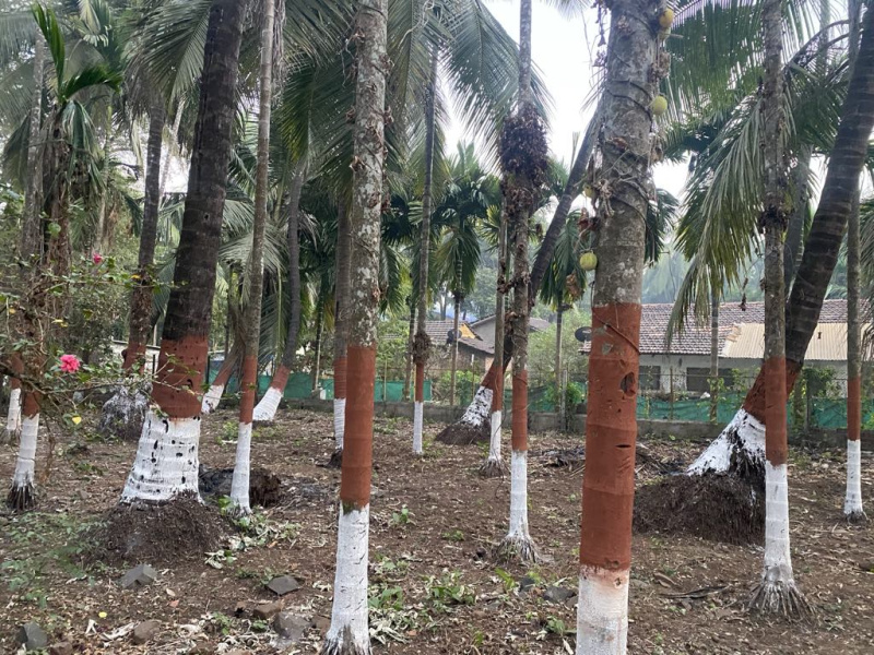  Residential Plot 10000 Sq.ft. for Sale in Alibag, Raigad