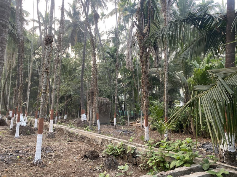  Residential Plot 15000 Sq.ft. for Sale in Alibag, Raigad