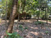 Residential Plot for Sale in Nagaon, Alibag, Raigad