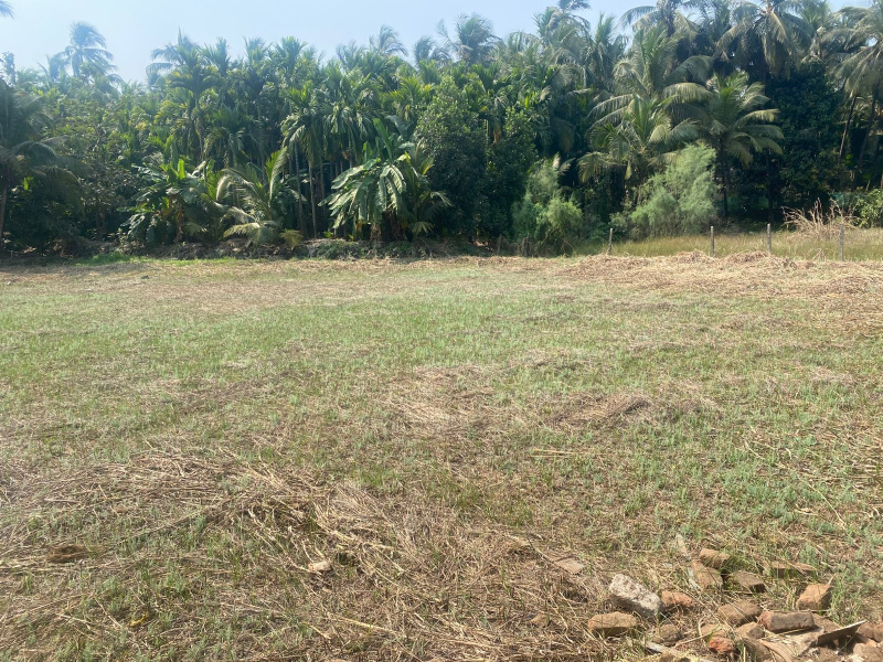  Residential Plot 25000 Sq.ft. for Sale in Chaul, Alibag, Raigad