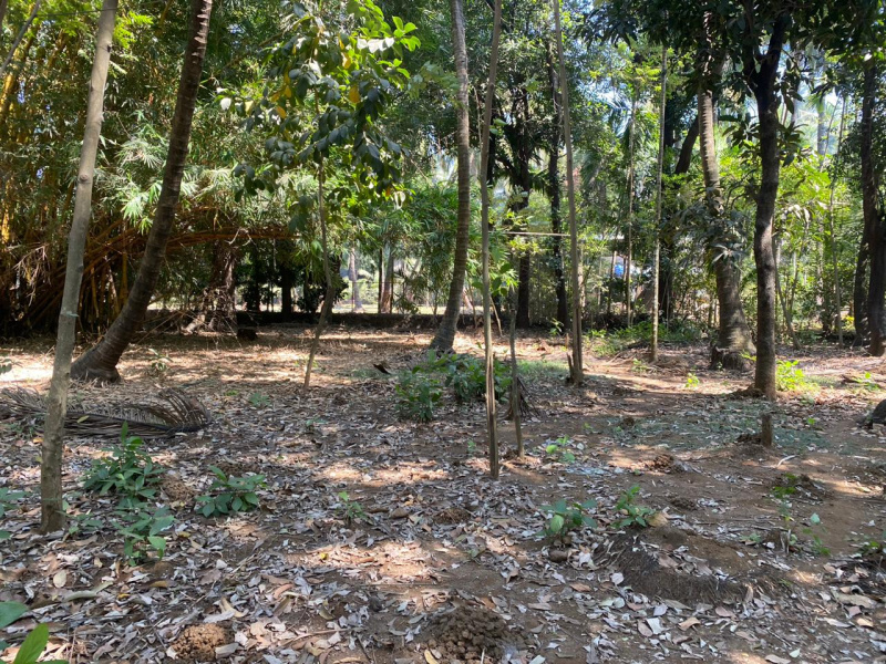  Residential Plot 15250 Sq.ft. for Sale in Nagaon, Alibag, Raigad