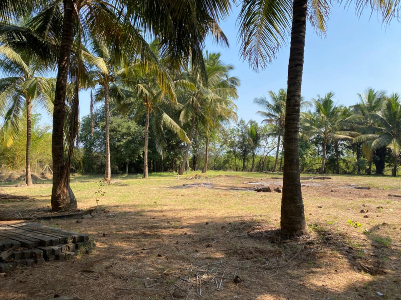  Residential Plot 5000 Sq.ft. for Sale in Nagaon, Alibag, Raigad