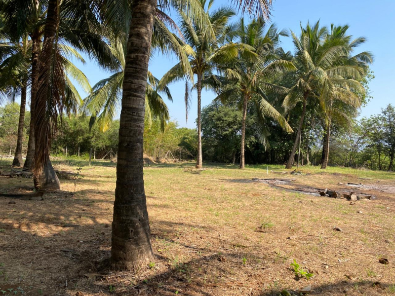  Residential Plot 5000 Sq.ft. for Sale in Nagaon, Alibag, Raigad