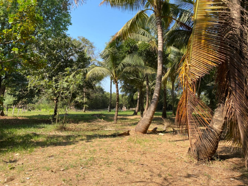  Residential Plot 10000 Sq.ft. for Sale in Nagaon, Alibag, Raigad