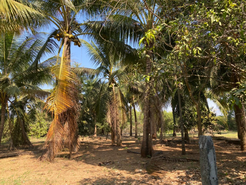  Residential Plot 10000 Sq.ft. for Sale in Nagaon, Alibag, Raigad