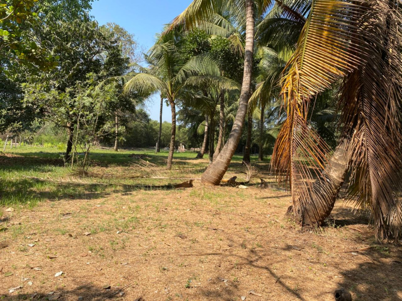  Residential Plot 24000 Sq.ft. for Sale in Nagaon, Alibag, Raigad