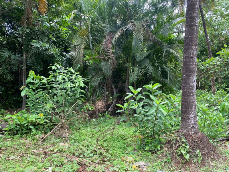  Residential Plot 8500 Sq.ft. for Sale in Alibag, Raigad