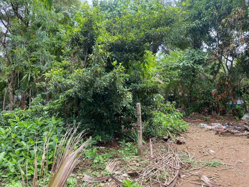  Residential Plot 8500 Sq.ft. for Sale in Alibag, Raigad