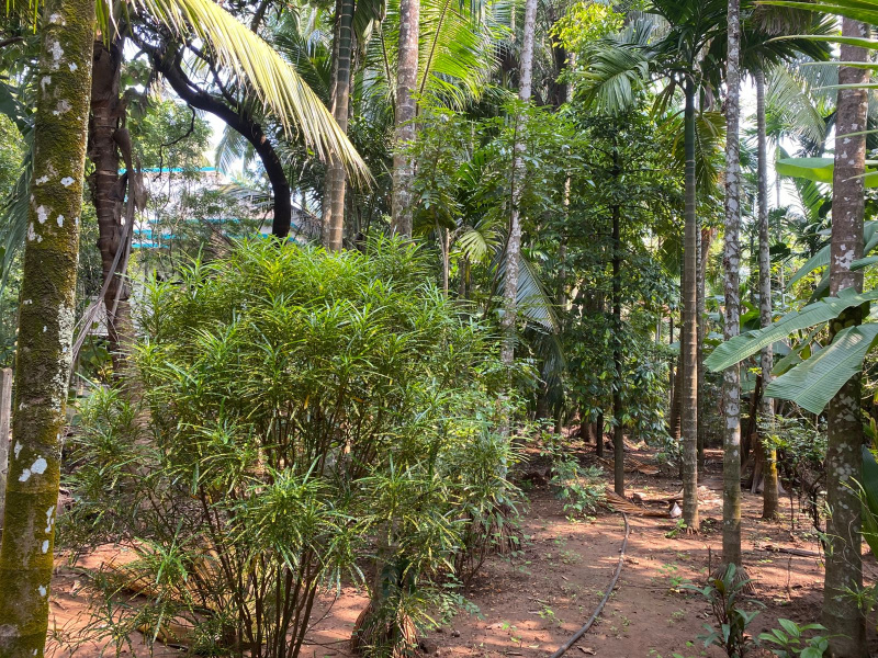  8500 Sq.ft. Residential Plot for Sale in Alibag, Raigad