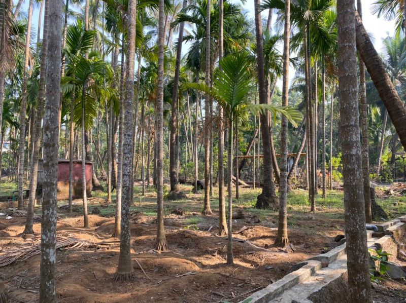  11000 Sq.ft. Residential Plot for Sale in Alibag, Raigad