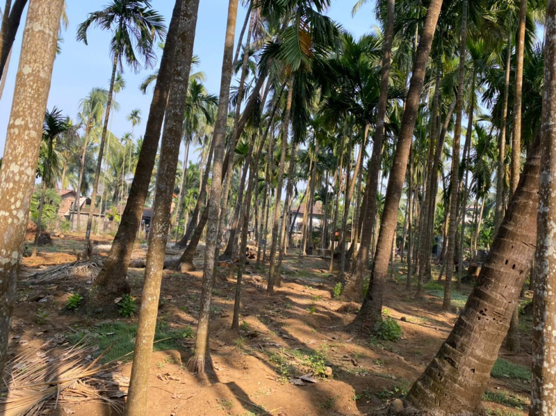  11000 Sq.ft. Residential Plot for Sale in Alibag, Raigad