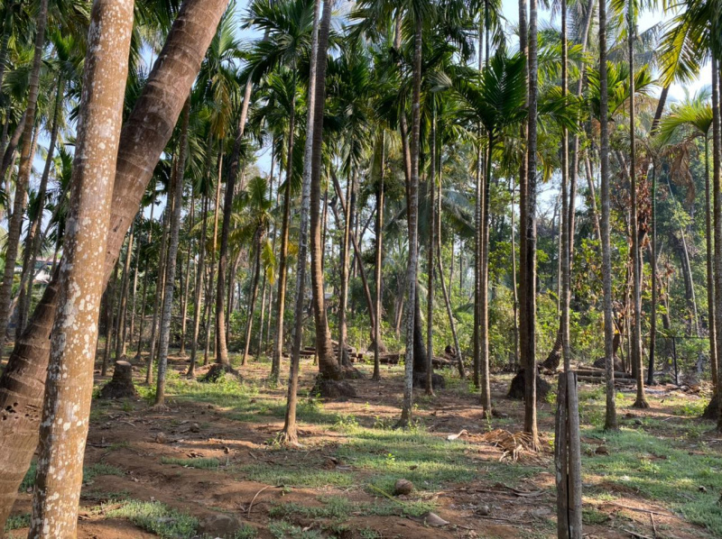  11000 Sq.ft. Residential Plot for Sale in Alibag, Raigad