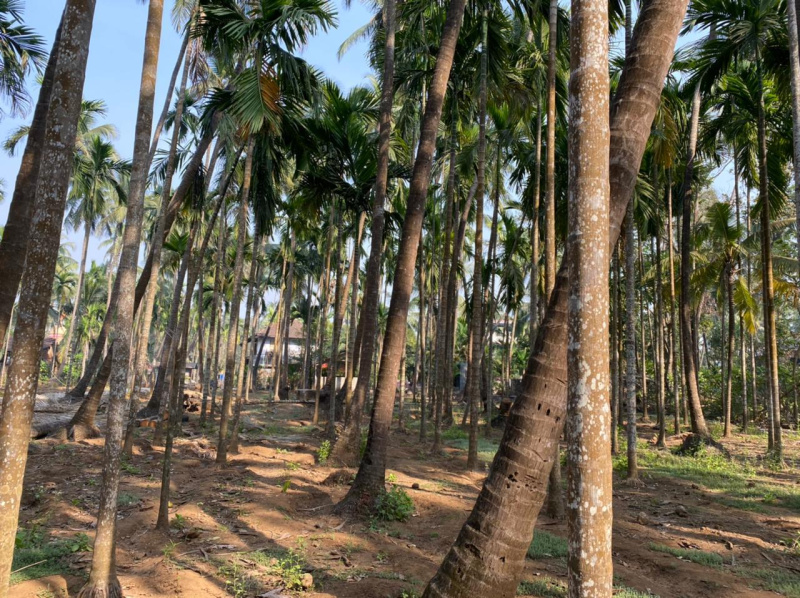  5500 Sq.ft. Residential Plot for Sale in Alibag, Raigad