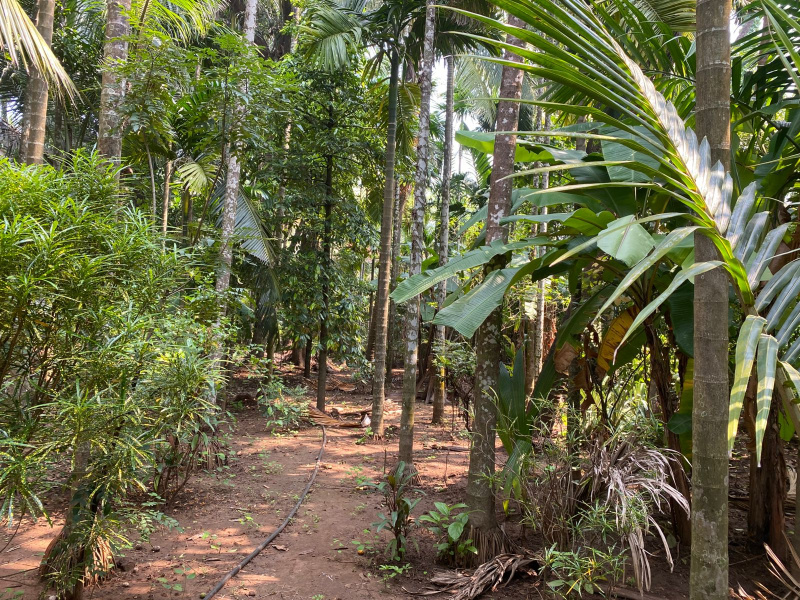  8500 Sq.ft. Residential Plot for Sale in Alibag, Raigad