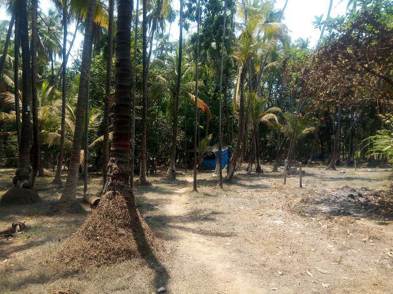 Agricultural Land 7000 Sq.ft. for Sale in Alibag, Raigad