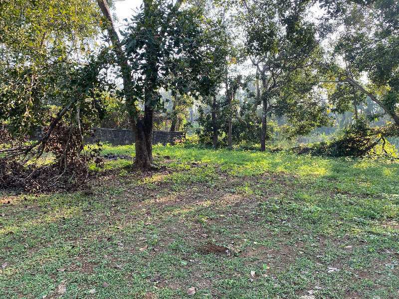 Agricultural Land for Sale in Nagaon, Alibag, Raigad (REI923496)