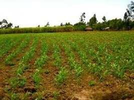  Agricultural Land for Sale in Vishal Nagar, Yamunanagar