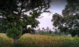  Agricultural Land for Rent in Channarayapatna, Hassan