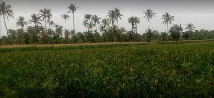  Agricultural Land for Rent in Channarayapatna, Hassan