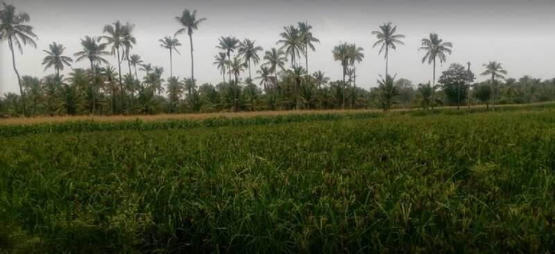  Agricultural Land 7 Acre for Rent in Channarayapatna, Hassan