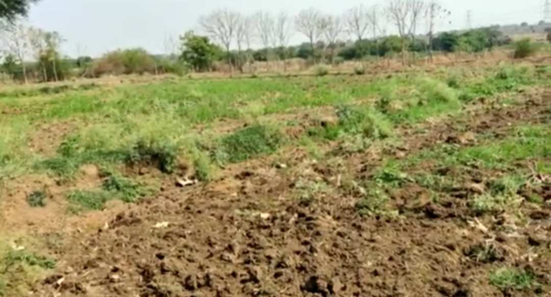 Agricultural Land 4 Acre for Sale in Shabad, Rangareddy