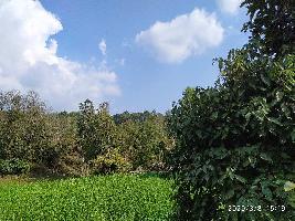  Agricultural Land for Sale in Banjar Bagh, Hoshiarpur