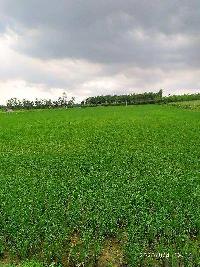  Agricultural Land for Sale in Dasuya, Hoshiarpur