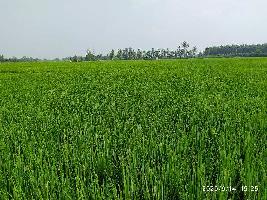  Agricultural Land for Sale in Saila Khurd, Hoshiarpur